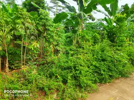 Aset BTN Pekalongan, Tanah Kosong di Kandeman Kab. Batang