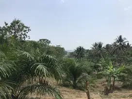 Dijual cepat tanah di Pandeglang