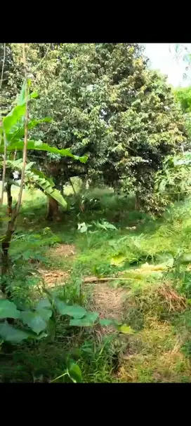 Jual Cepat BU Tanah Lahan Daratan 370 meter di Ciseeng