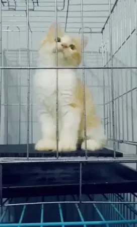Betina oyen putih cantik manis unyuk