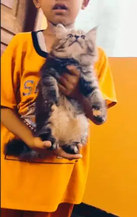 Betina super gembul banget mujair