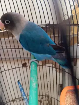 LOVEBIRD MANGSI JANTAN GESTANG USIA 7 BULAN