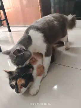 Kucing Anggora Peliharaan