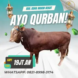 Sapi Qurban, Kambing Qurban, Hewan Kurban Murah