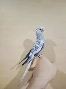 Burung Falk Cf Full Loloh / Parkit Australia