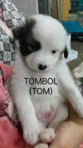 JUAL ANAK ANJING MIX