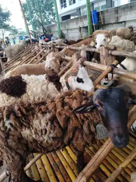 Jual Hewan Qurban Domba Harga Terjangkau dan Sehat