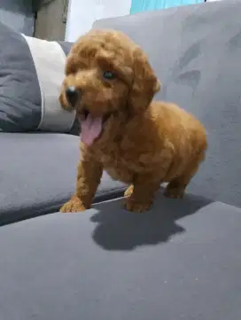 Poodle jantan 1.5 bln