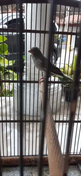 Burung kenari starblu