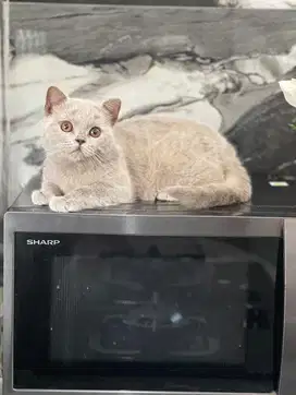 Kucing british shorthair (BSH) jantan lilac