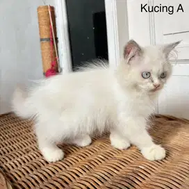 Kitten Persia Medium Betina