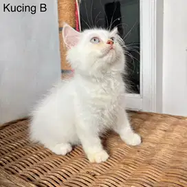 Kitten Persia Medium Jantan