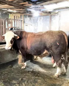 Sapi kurban super