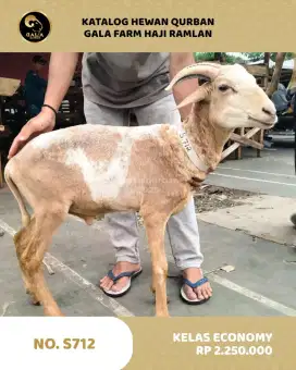 Hewan Qurban, kambing Qurban, Sapi Qurban