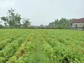 TANAH Luas 6008 m2 SHM Desa Tanjungsari Boyolangu Tulungagung
