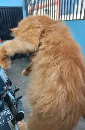 Kucing persia murah