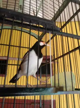 Jual Burung Jalak suren
