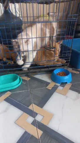 Jual kucing persia