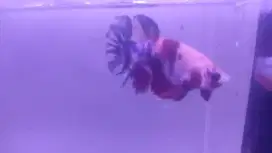 Ikan cupang nemo