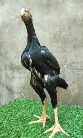 Ayam Shamo, Pakhoy, bangkok, oama, mangon
