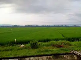 Tanah Sawah Pertanian Produktif Dempelrejo Ngampel Kendal