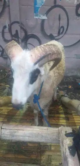 Jual hewan qurban domba dan sapi