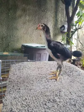 Anak Ayam Oshamo mix Babon F1