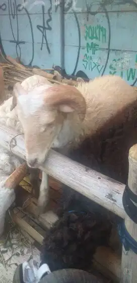 Assalamualaikum.wr.wb.jual hewan qurban domba dan sapi