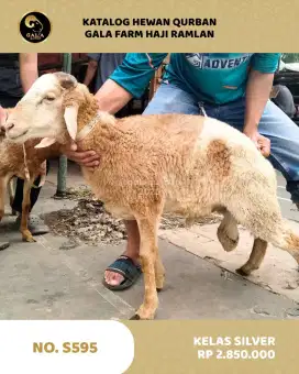 Domba Qurban , Sapi Kurban dan Kambing Qurban