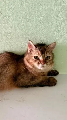 Open adopt kucing persia Jantan