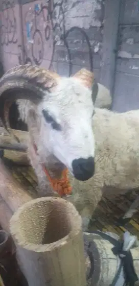 Assalamualaikum.wr.wb.jual hewan qurban domba dan sapi.