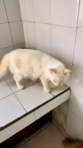 Open adopt kucing persia putih betina