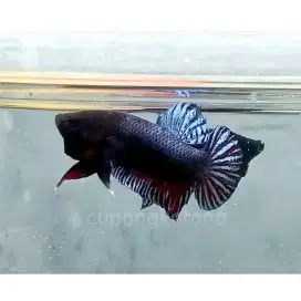 ikan MDS kualitas super