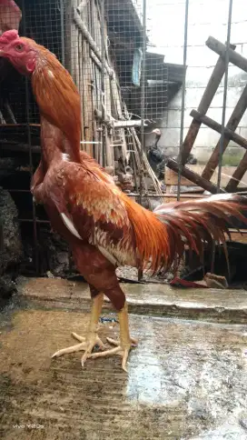 Ayam bangkok plucker mangon