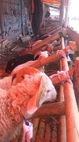 Jual hewan qurban domba dan sapi