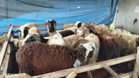 JUAL DOMBA QURBAN TEERRMURAH