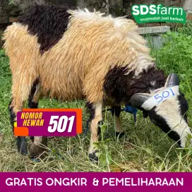 Jual Domba Qurban Gratis Pengiriman