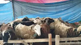 Jual Hewan Qurban murah gratis kirim