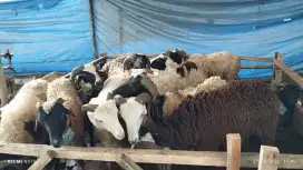 FLASHSALE!! Jual domba qurban sehat