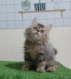 Kucing persia/Jantan/2,5 bulan