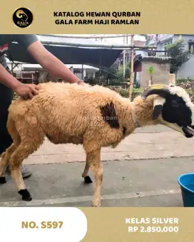 Sapi KURBAN, KAMBING Kurban, Hewan Qurban