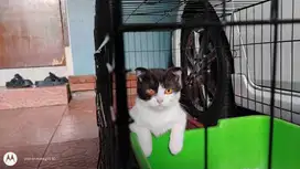 scottish fold betina 6 bulan x bsh