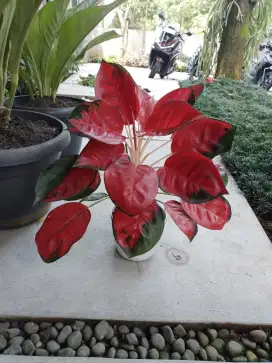 Tukang kebon panggilan