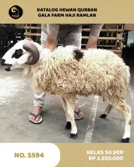 Domba Qurban , Sapi Kurban dan Kambing Qurban