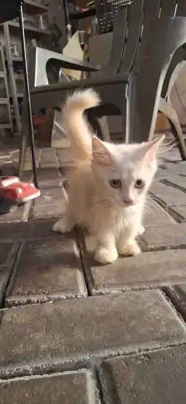 Borongan kitten munchkin rh betina 3 bulan & ns betina 5 bulan
