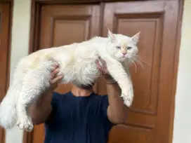 Kucing Mainecoon/Norwegian/persian/ragdoll jantan ganteng