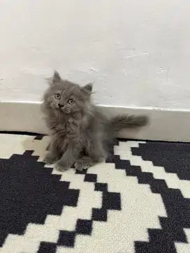 Kitten norwegian mix bsh