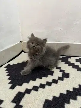 Kucing norwegian mix bsh