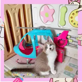 Kucing Ragdoll x Siamese Betina Shorthair cinnamon white