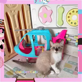Kucing Ragdoll x Siamese Betina Chocolate Cinnamon White Shorthair